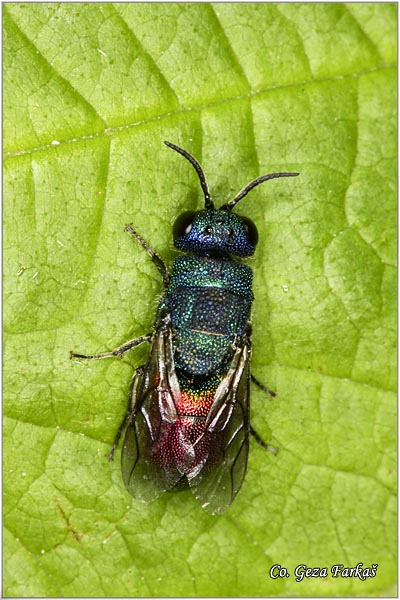 52_cuckoo_wasp.jpg - Cuckoo Wasps, Chrysididae Sp., Mesto - Location: Fruka Gora, Serbia