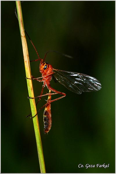 54_orange_caterpillar_parasite_wasp.jpg - Orange Caterpillar Parasite Wasp,  Netelia producta, Mesto - Location: Han pjesak, Bosnia and Herzegovina