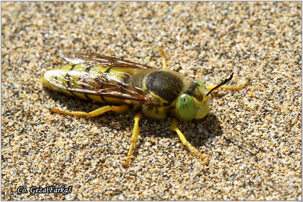 56_bembix_flavescens.jpg - Bembix flavescens, Location: Gran Canaria, Spain