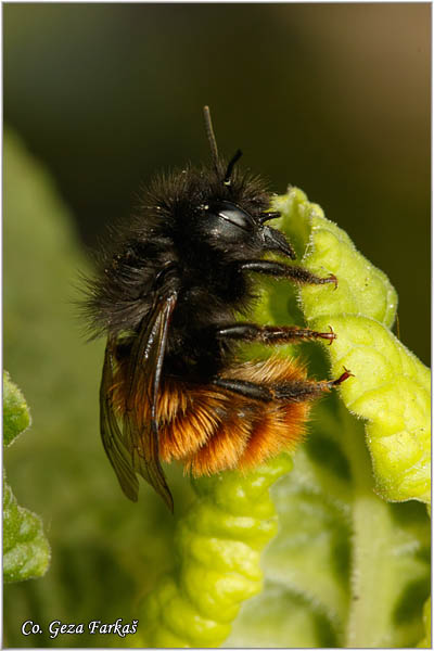 58_osmia_cornuta.jpg - Osmia cornuta, Location: Novi Sad, Serbia