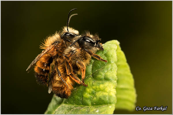 60_osmia_rufa.jpg - Osmia rufa, Location: Novi Sad, Serbia