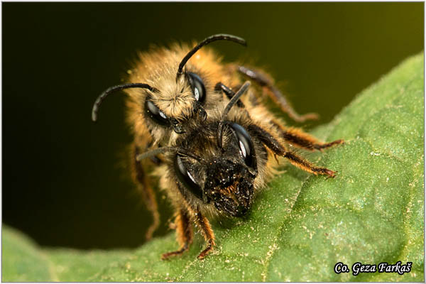 62_osmia_rufa.jpg - Osmia rufa, Location: Novi Sad, Serbia