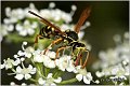 02_potter_wasp