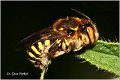 04_mason_bee