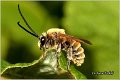 05_longhorn_bee