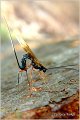 08_ichneumon_wasp