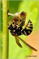 12_european_paper_wasp