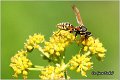 14_european_paper_wasp