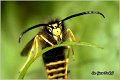 16_german_wasp