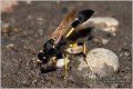 24_digger_wasp