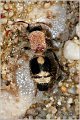 26_velvet_ant