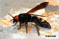 36_mammoth_wasp