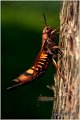 46_giant_ichneumon_wasp