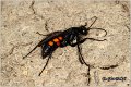 48_spider_wasp