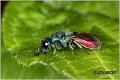 50_cuckoo_wasp