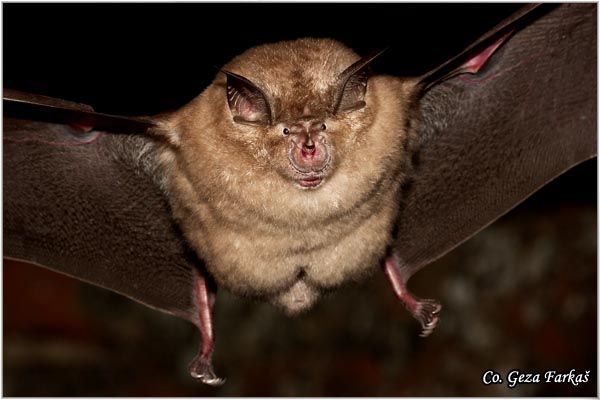 001_greater_horseshoe_bat.jpg - Greater horseshoe bat, Rhinolophus ferrumequinum, Veliki potkovièar,  Mesto - Location: Novi Sad, Serbia