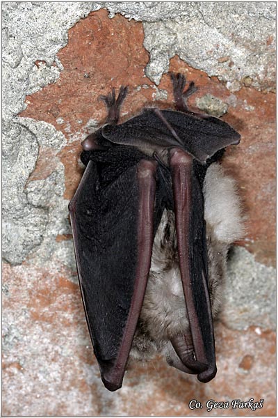 003_greater_horseshoe_bat.jpg - Greater horseshoe bat, Rhinolophus ferrumequinum, Veliki potkovièar,  Mesto - Location: Novi Sad, Serbia
