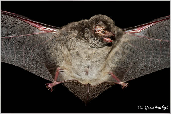 054_bent-wing_bat.jpg - Common Bent-wing Bat Schreiber's Bat, Miniopterus schreibersii, Dugokrili ljiljak,  Mesto - Location: Novi Sad, Serbia