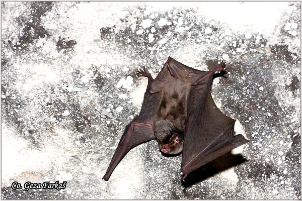 055_bent-wing_bat.jpg - Common Bent-wing Bat Schreiber's Bat, Miniopterus schreibersii,  Dugokrili ljiljak,  Mesto - Location: Novi Sad, Serbia