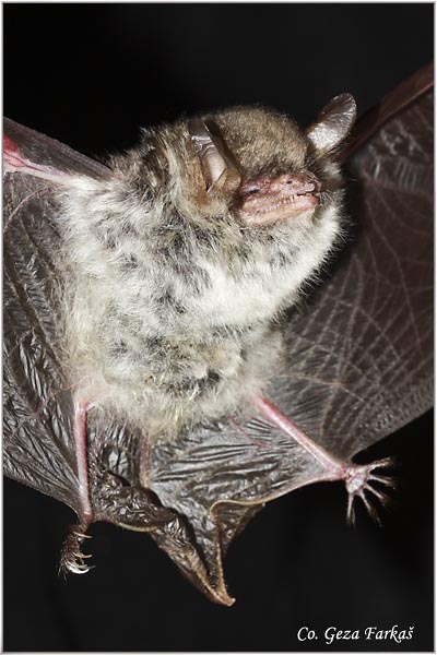 100_natterers_bat.jpg - Natterer's Bat, Myotis nattererri, Resasti veèernjak,  Mesto - Location: Novi Sad, Serbia