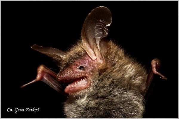 128_bechsteins_bat.jpg - Bechstein's bat,  Myotis bechsteinii, Dugouhi veèernjak, Mesto - Location: Novi Sad, Serbia