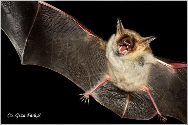 200_greater_mouse-eared_bat.jpg - Greater mouse-eared bat, Myotis myotis, veliki miouhi veèernjak, Mesto - Location: Novi Sad, Serbia