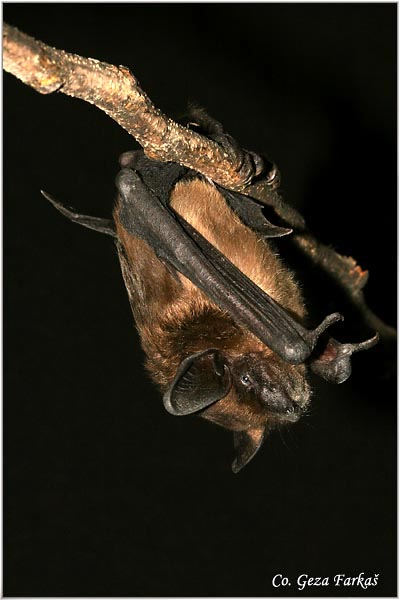 240_serotine_bat.jpg - Serotine bat, Eptesicus serotinus, Veliki ponoænjak, Mesto - Location: Novi Sad, Serbia