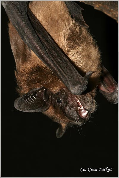 241_serotine_bat.jpg - Serotine bat, Eptesicus serotinus,  Veliki ponoænjak, Mesto - Location: Novi Sad, Serbia