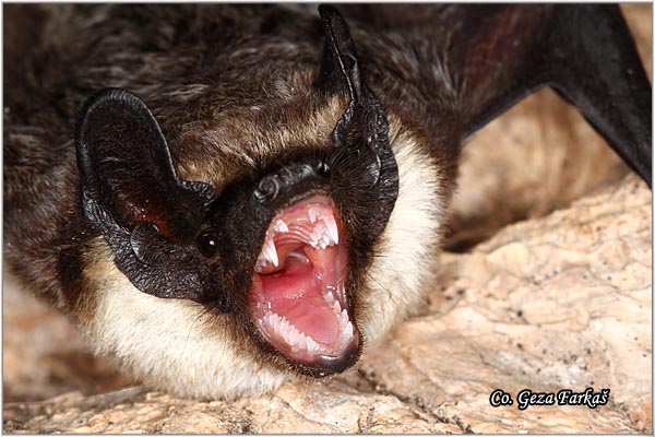 300_part_coloured_bat.jpg - Part coloured bat,  Vespertilio murinus, Dvobojni veèernjak, Mesto - Location: Novi Sad, Serbia