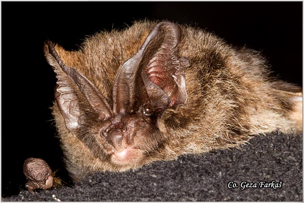 350_barbastelle.jpg - Barbastelle, Barbastella barbastellus, irokouhi ljiljak, Location: Fruka gora, Serbia