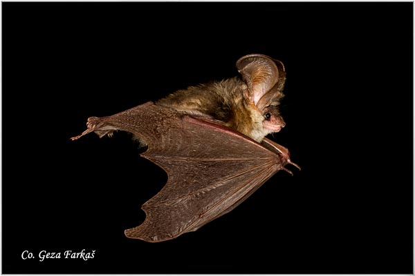 400_brown_long-eared_bat.jpg - Brown Long-eared Bat, Plecotus auritus, Smedji dugouhi ljiljak, Location: Fruka gora, Serbia