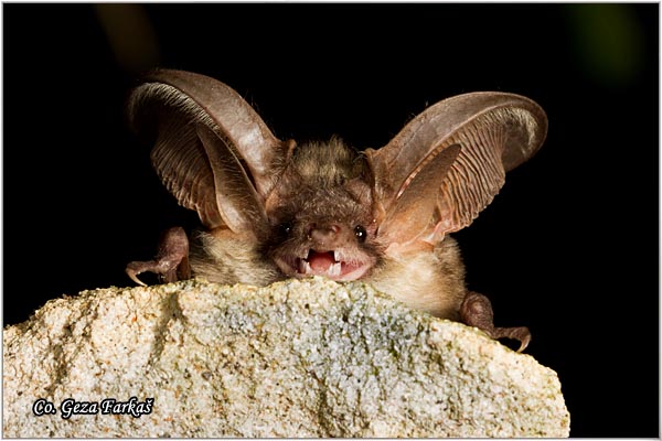 450_grey_long-eared_bat.jpg - Grey Long-eared Bat, Placotus austriacus, Sivi dugouhi ljiljak, Location: Fruka gora, Serbia