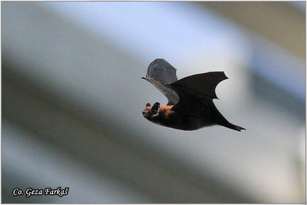 500_azores_noctule.jpg - Azores noctule, Nyctalus azoreum, Location: Sao Miguel, Azores