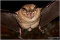 001_greater_horseshoe_bat