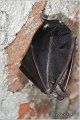 002_greater_horseshoe_bat