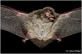 054_bent-wing_bat