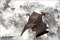 055_bent-wing_bat