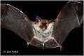 127_bechsteins_bat