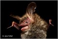 128_bechsteins_bat