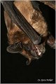 241_serotine_bat