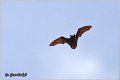 501_azores_noctule