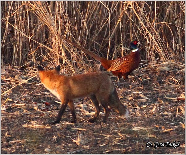 01_fox.jpg - Fox, Vulpes vulpes, Lisica,  Mesto - Location: Slano kopovo, Serbia