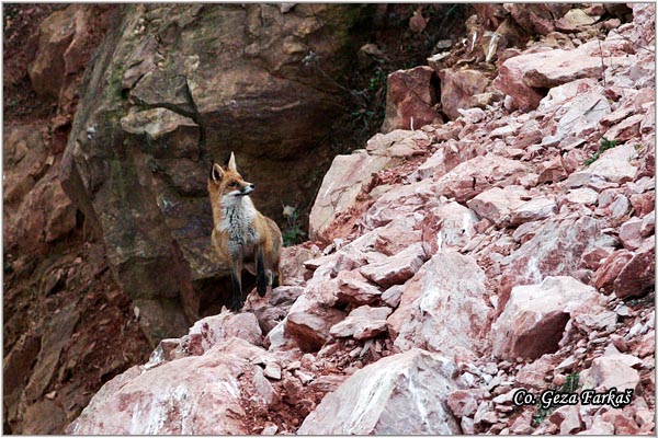 02_fox.jpg - Fox, Vulpes vulpes, Lisica,  Mesto - Location: Fruka Gora - Andrevlje, Serbia