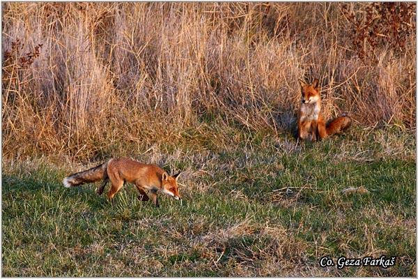 03_fox.jpg - Fox, Vulpes vulpes, Lisica,  Mesto - Location: Slano kopovo, Serbia