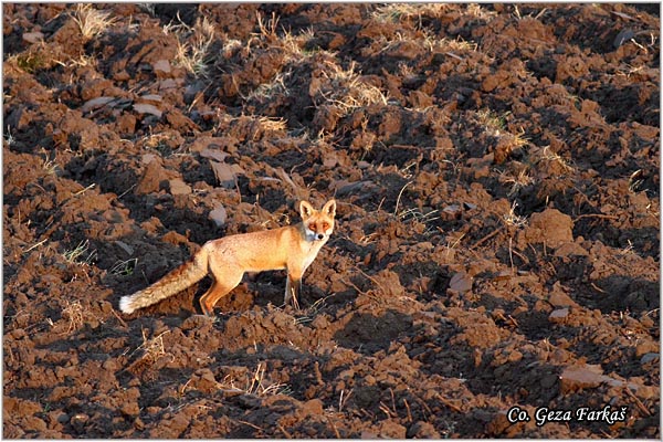 05_fox.jpg - Fox, Vulpes vulpes, Lisica,  Mesto - Location: Slano kopovo, Serbia