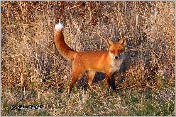 06_fox.jpg - Fox, Vulpes vulpes, Lisica,  Mesto - Location: Slano kopovo, Serbia