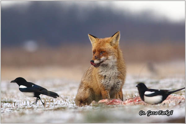 09_fox.jpg - Fox, Vulpes vulpes, Lisica,  Mesto - Location: Subotick suma, Serbia