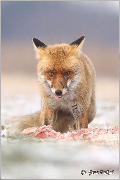 10_fox.jpg - Fox, Vulpes vulpes, Lisica,  Mesto - Location: Subotick suma, Serbia