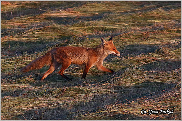 14_fox.jpg - Fox, Vulpes vulpes, Lisica,  Mesto - Location: Suboticka suma, Serbia