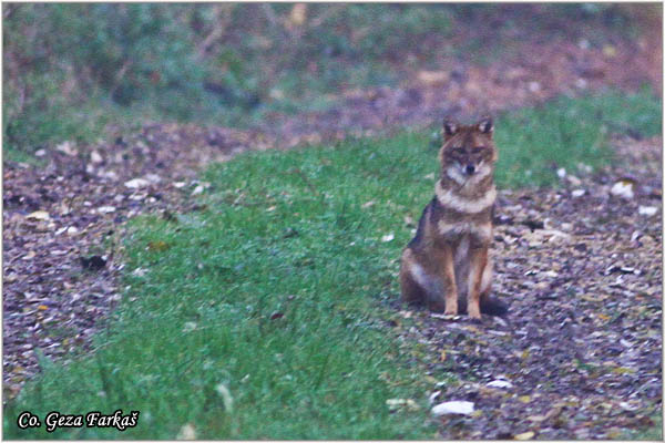 20_golden_jackal.jpg - Golden jackal, Canis aureus, akal,  Mesto - Location: Gornje podunavlje, Serbia